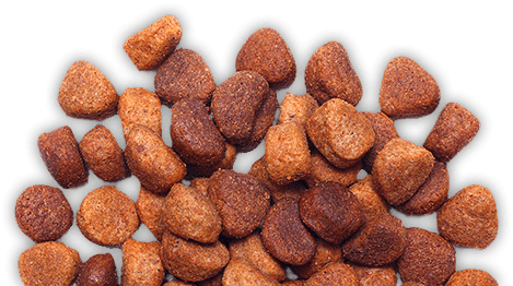 Dog Food 10 Dog Food 10