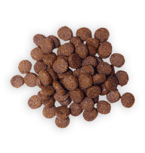 Dog Food 5 Dog Food 5