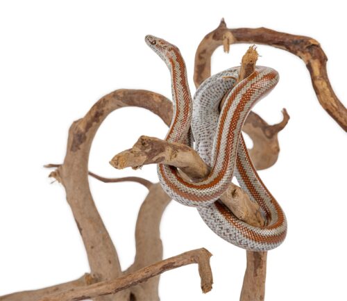 korzen-japonski-s-happet-1szt-