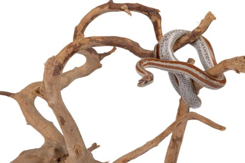 korzen-japonski-xl-happet-1szt-