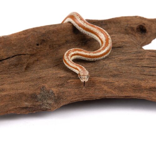 korzen-mangrowiec-l-happet-40-60-cm