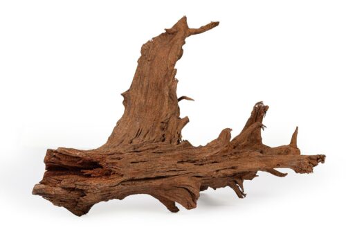 korzen-mangrowiec-xl-happet-100-cm