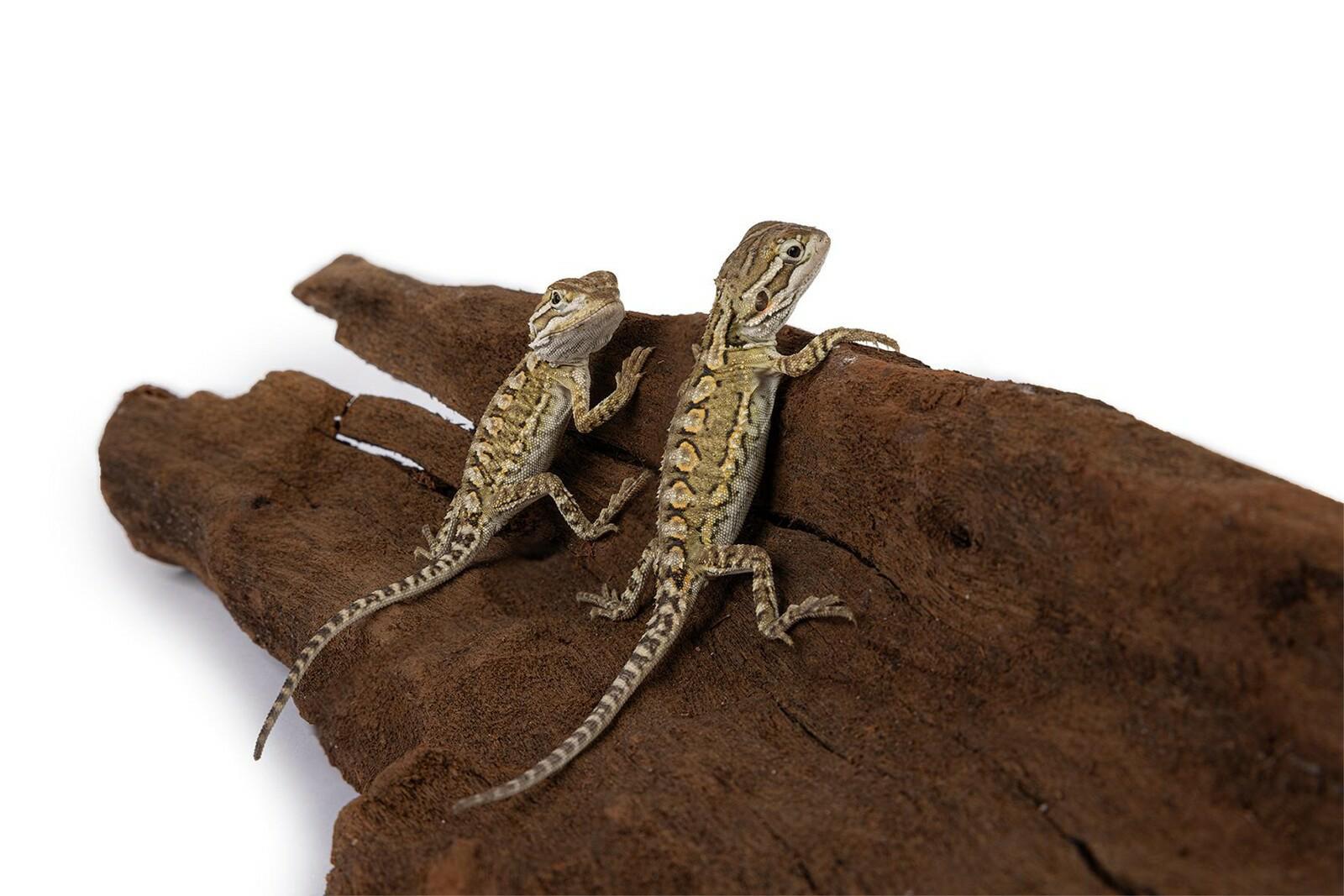 korzen-mangrowiec-xxl-happet-ok-150-cm