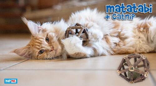 matatabi-kocimietka-grzechotka