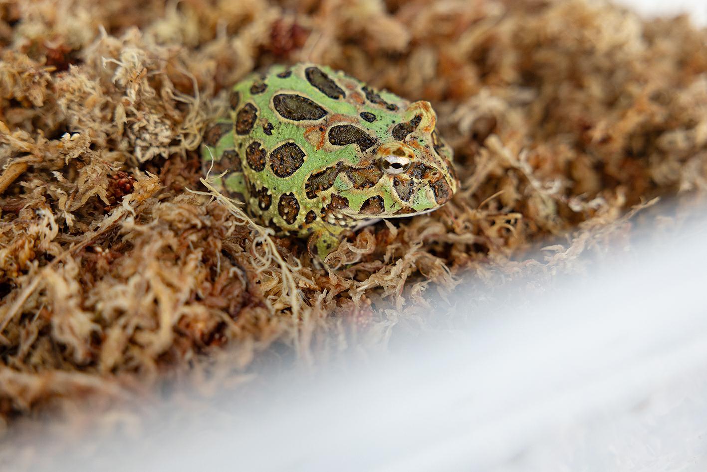 mech-torfowiec-sphagnum-moss-100g