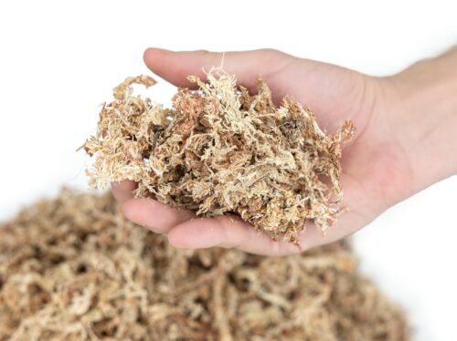 mech-torfowiec-sphagnum-moss-1kg