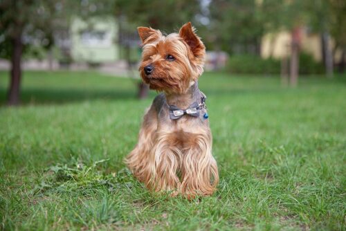 obroza-z-kokardka-czarna