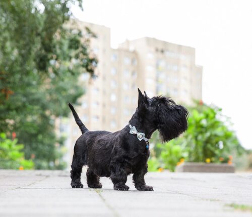 obroza-z-kokardka-niebieska-z-jd03jj-