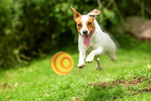 pilka-slimak-happet-57mm-zolto-pomarancz-