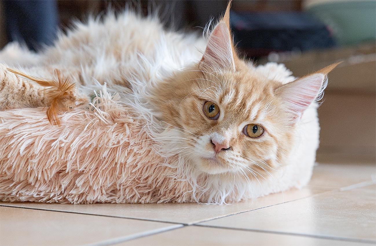 pluszowe-legowisko-bezowe-m-60cm