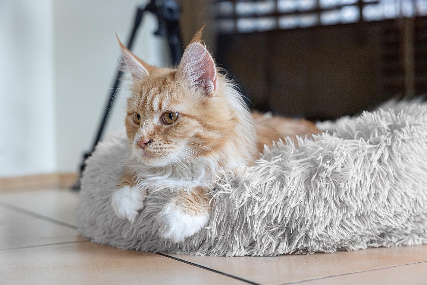 pluszowe-legowisko-szare-m-60cm