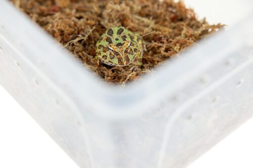 pojemnik-hodowlany-breeding-box-26-cm