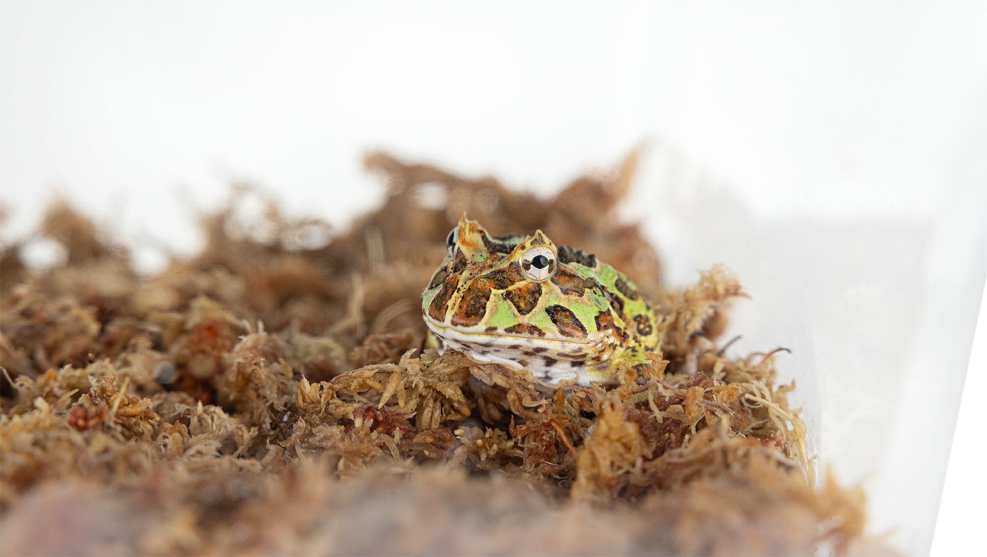 pojemnik-hodowlany-terra-box-20-cm