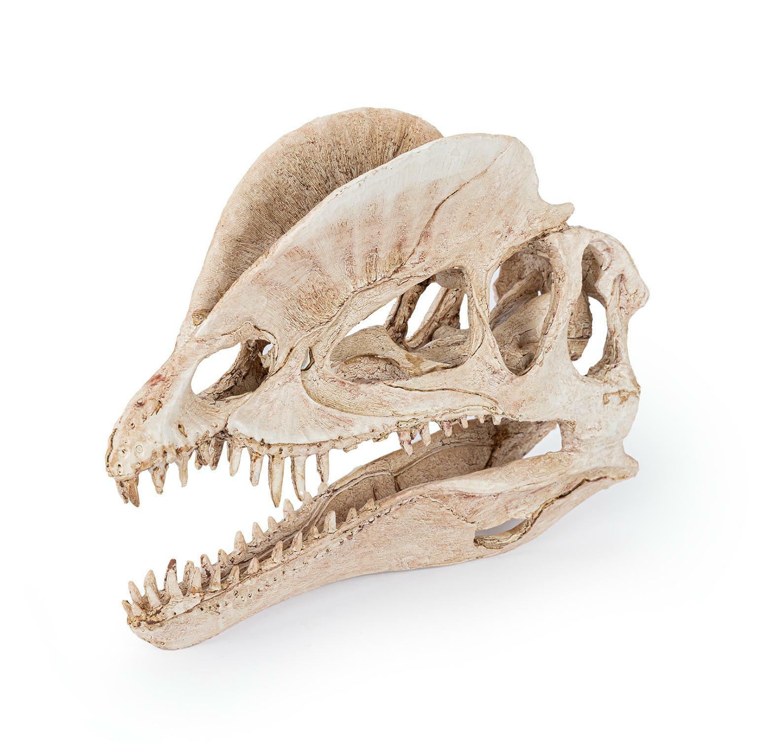 r176-ozdoba-terrarium-czaszka-dinozaura