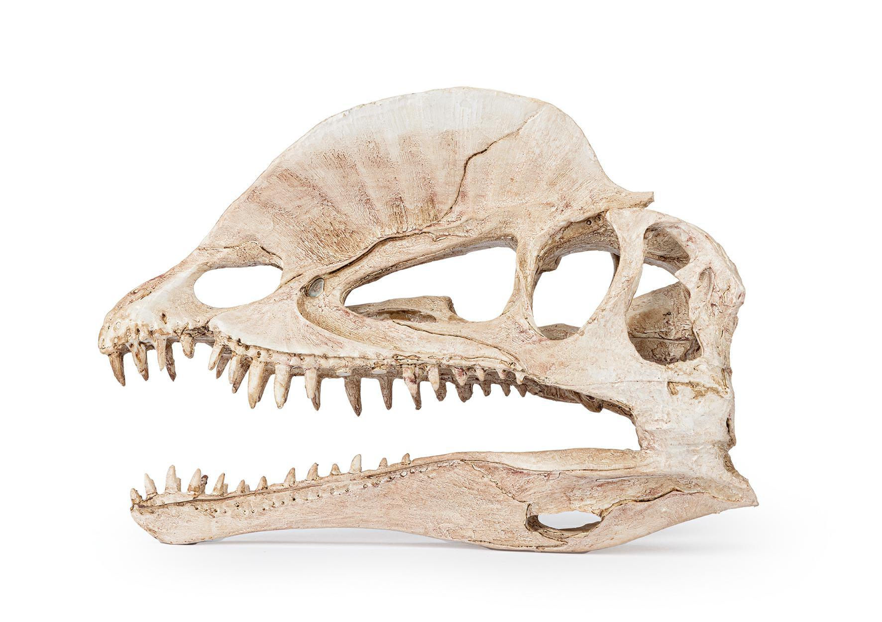 r176-ozdoba-terrarium-czaszka-dinozaura