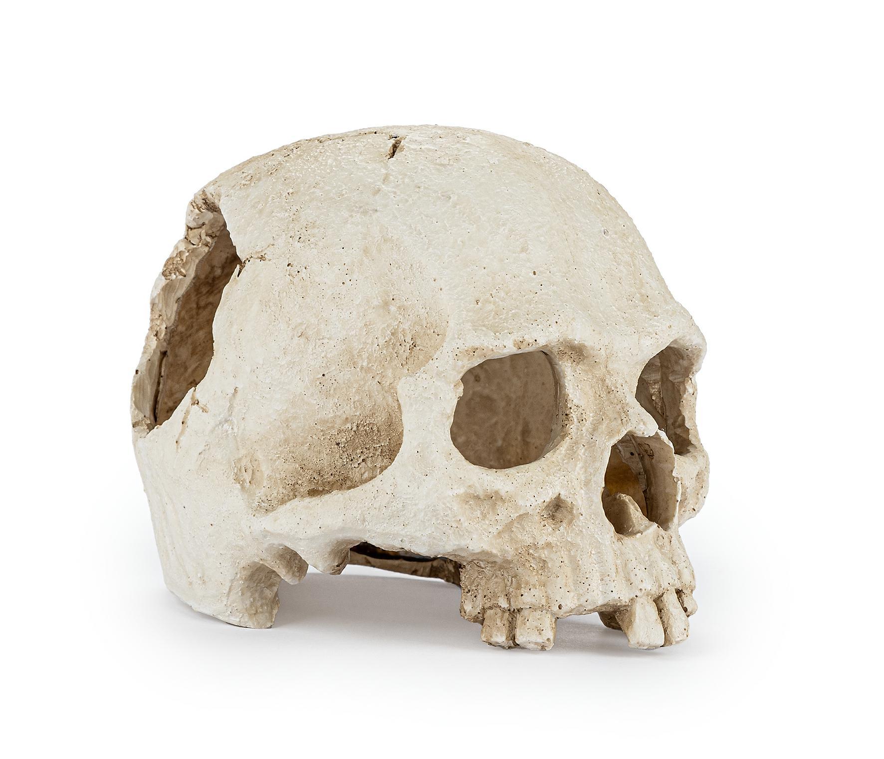 r177-ozdoba-terrarium-czaszka