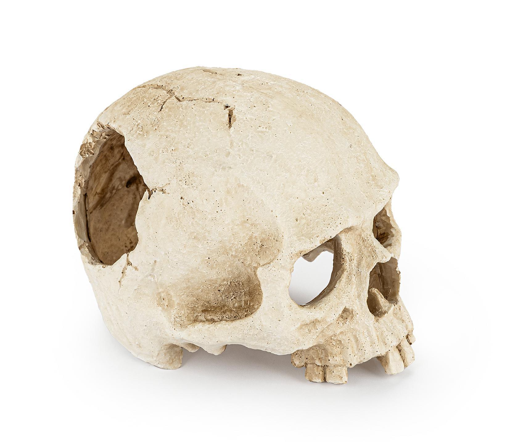 r177-ozdoba-terrarium-czaszka