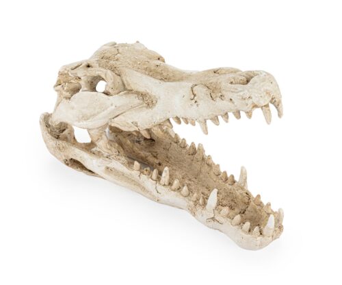 r178-ozdoba-terrarium-czaszka-krokodyla