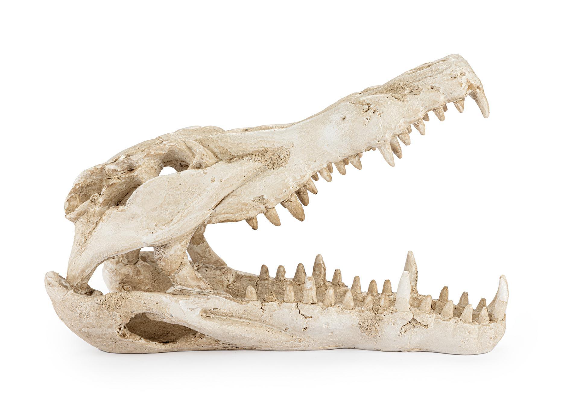 r178-ozdoba-terrarium-czaszka-krokodyla