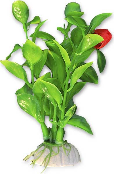 roslina-blister-10cm-1b01-happet