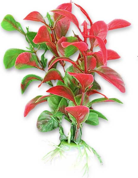 roslina-blister-10cm-1b03-happet