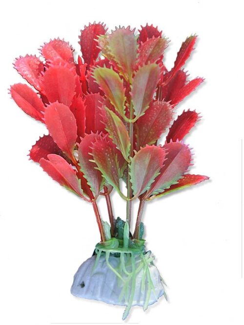 roslina-blister-10cm-1b10-happet