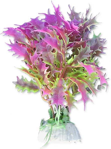 roslina-blister-10cm-1b12-happet