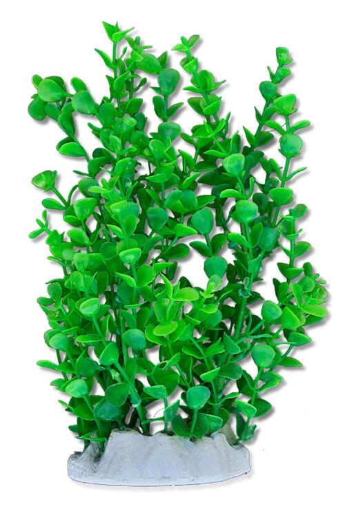 roslina-folia-happet-2f13-20cm