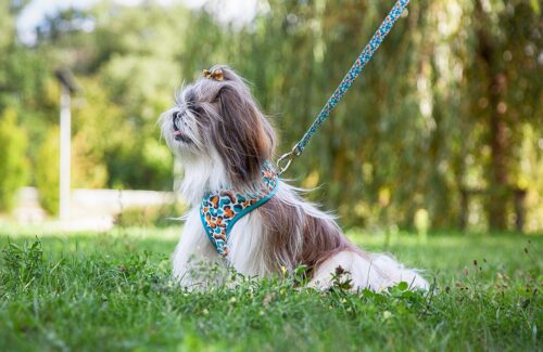 smycz-miekkie-szelki-kwiaty