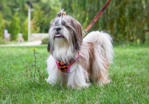 smycz-miekkie-szelki-panterka