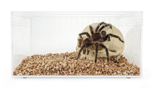 terrarium-akrylowe-30-cm