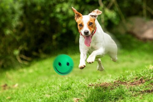 zabawka-pilka-buzka-happet-57mm-zielona-ciemna