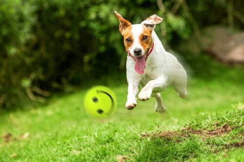 zabawka-pilka-buzka-happet-57mm-zielona-jasna