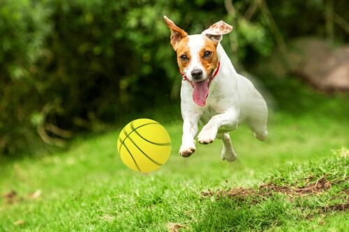 zabawka-pilka-koszykowka-happet-72mm-zolta