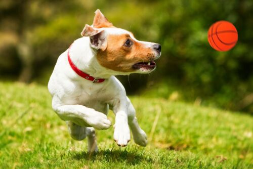 zabawka-pilka-koszykowka-happet-90mm-pomaranczowa