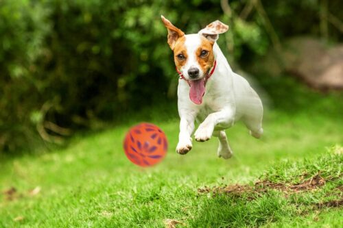 zabawka-pilka-kwiatki-happet-57mm-pomaranczowa