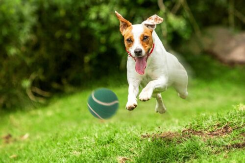 zabawka-pilka-tenis-happet-40mm-zielona