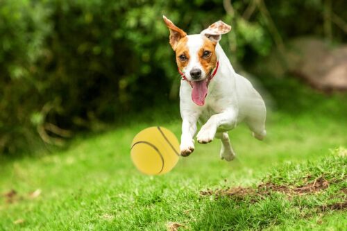 zabawka-pilka-tenis-happet-90mm-zolta